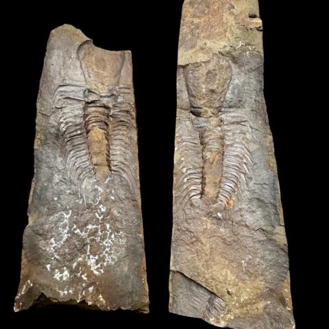 Trilobit Paradoxides gracilis – Jince, ČR