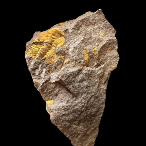 Trilobit Eccoparadoxides Pusillus – Rejkovice, ČR