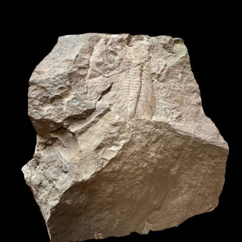 Trilobit Eccoparadoxides Pusillus – Rejkovice, ČR