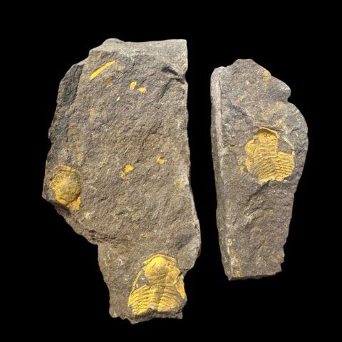 Trilobit Eccoparadoxides Pusillus – Rejkovice, ČR