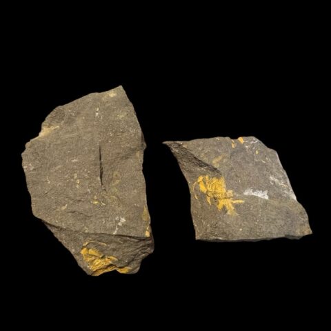 Trilobit Eccoparadoxides Pusillus – Rejkovice, ČR