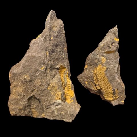 Trilobit Eccoparadoxides Pusillus – Rejkovice, ČR