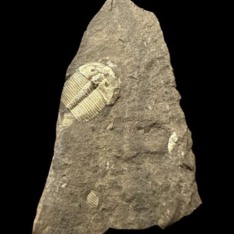 Trilobit Aulacopleura konincki – Loděnice u Berouna, ČR