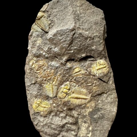 Trilobit Aulacopleura konincki – Loděnice u Berouna, ČR