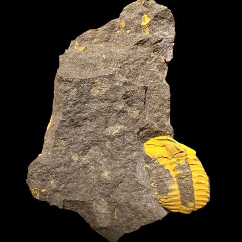 Trilobit Ellipsocephalus vetustus – Rejkovice, ČR