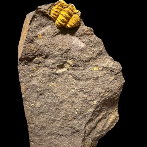 Trilobit Acadolenus snajdri – Rejkovice, ČR