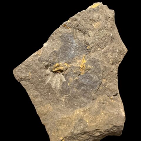 Trilobit Acadolenus snajdri – Rejkovice, ČR