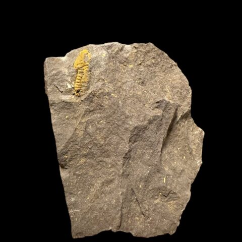 Trilobit Acadolenus snajdri – Rejkovice, ČR