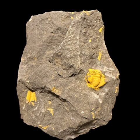 Trilobit Acadolenus snajdri – Rejkovice, ČR