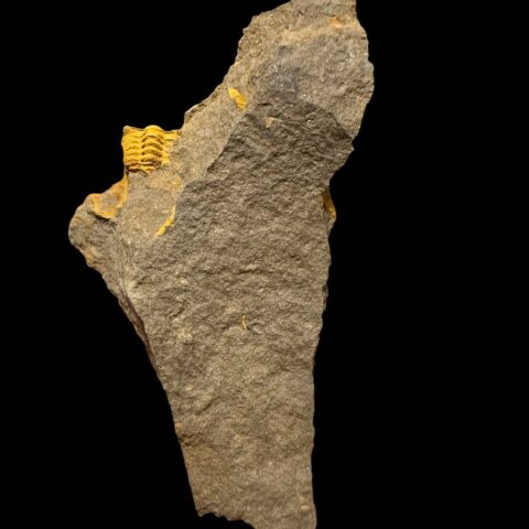 Trilobit Acadolenus snajdri – Rejkovice, ČR
