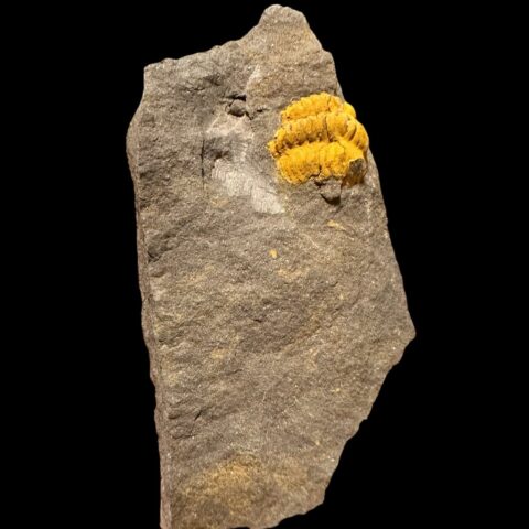 Trilobit Acadolenus snajdri – Rejkovice, ČR