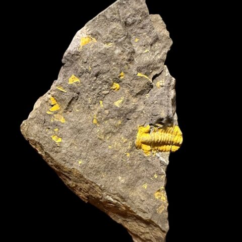 Trilobit Acadolenus snajdri – Rejkovice, ČR