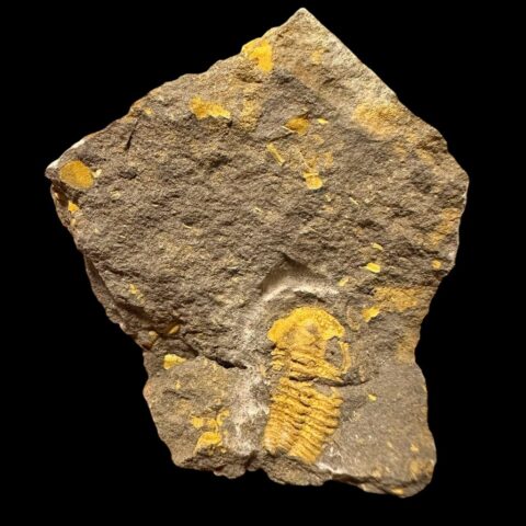 Trilobit Acadolenus snajdri – Rejkovice, ČR