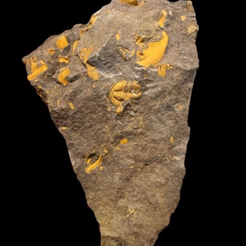Trilobit Conocoryphe cirina – Rejkovice, ČR