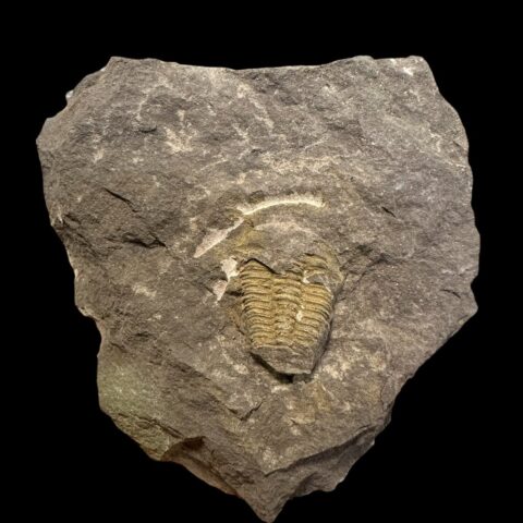 Trilobit Conocoryphe cirina – Rejkovice, ČR