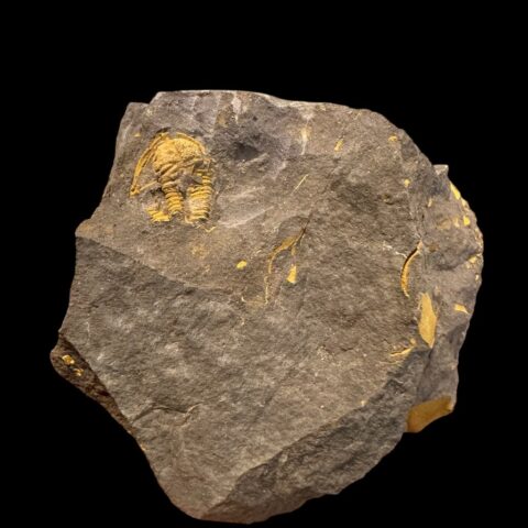 Trilobit Conocoryphe cirina – Rejkovice, ČR