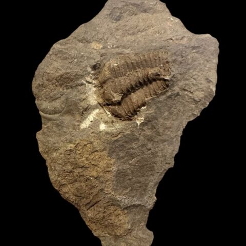 Trilobit Conocoryphe cirina – Rejkovice, ČR