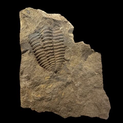 Trilobit Conocoryphe cirina – Rejkovice, ČR