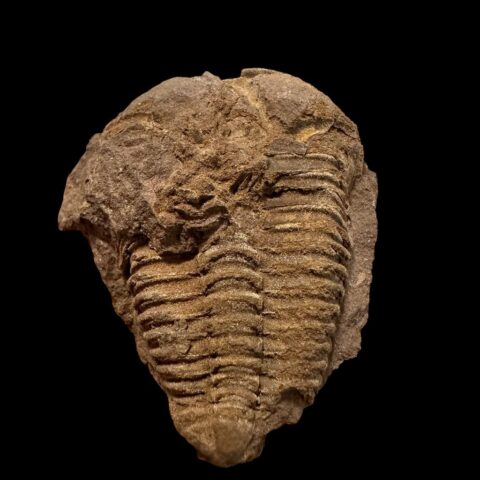 Trilobit Conocoryphe cirina – Rejkovice, ČR