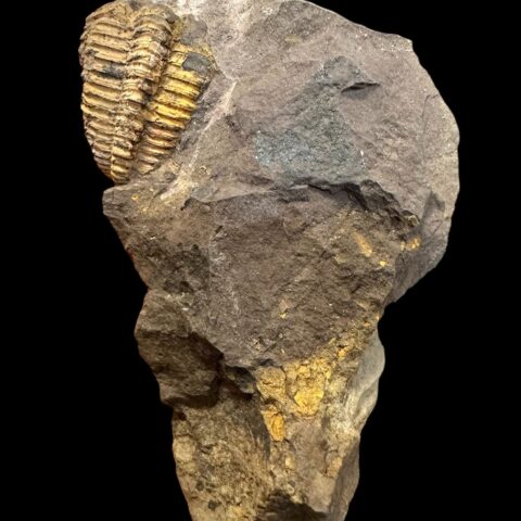 Trilobit Conocoryphe cirina – Rejkovice, ČR