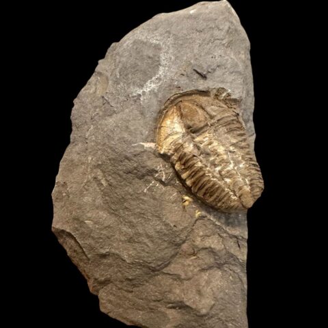 Trilobit Conocoryphe cirina – Rejkovice, ČR