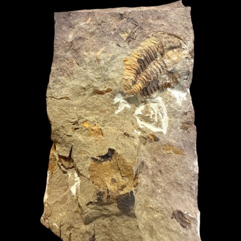 Trilobit Conocoryphe cirina – Rejkovice, ČR