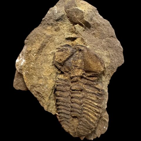 Trilobit Conocoryphe cirina – Rejkovice, ČR