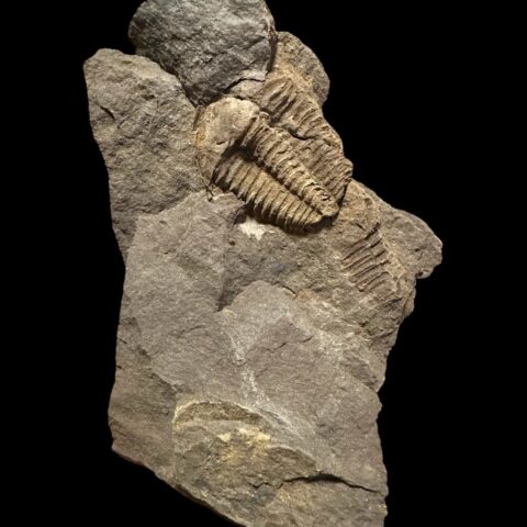 Trilobit Conocoryphe cirina – Rejkovice, ČR