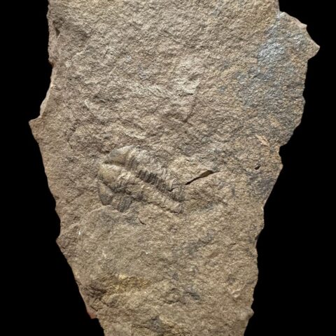 Trilobit Conocoryphe cirina – Rejkovice, ČR