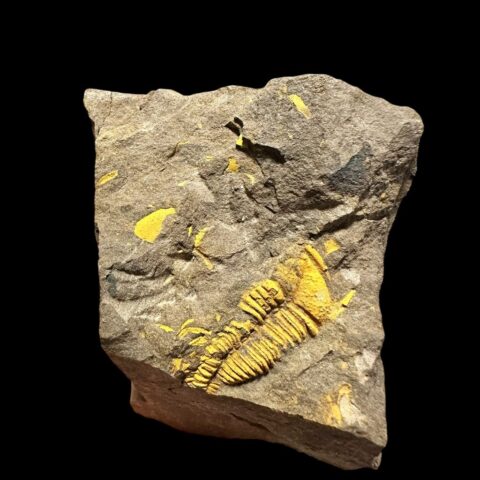 Trilobit Conocoryphe cirina – Rejkovice, ČR