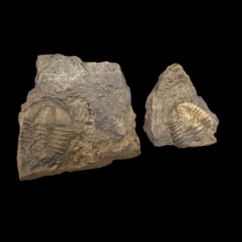 Trilobit Conocoryphe cirina – Rejkovice, ČR
