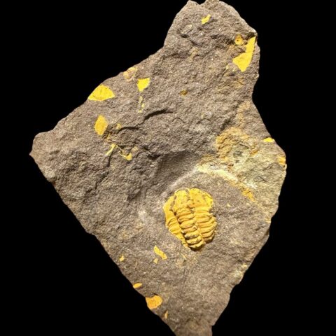Trilobit Skreiaspis spinosa – Rejkovice, ČR