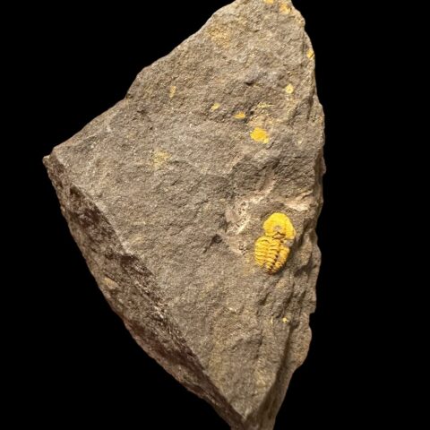 Trilobit Skreiaspis spinosa – Rejkovice, ČR