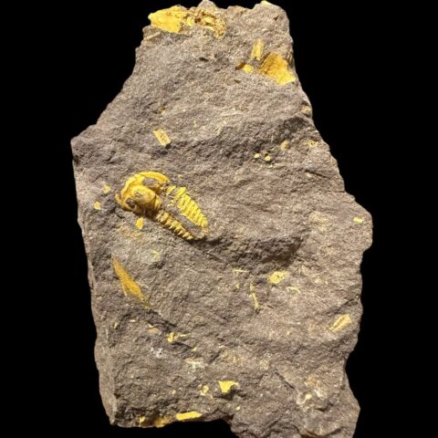 Trilobit Skreiaspis spinosa – Rejkovice, ČR