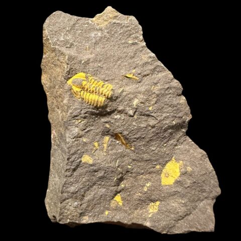 Trilobit Skreiaspis spinosa – Rejkovice, ČR