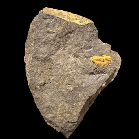 Trilobit Skreiaspis spinosa – Rejkovice, ČR