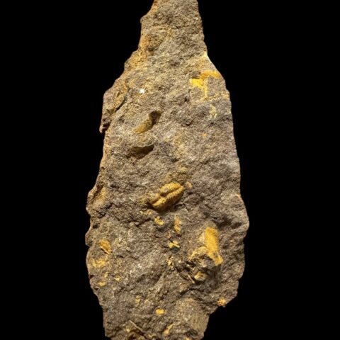 Trilobit Skreiaspis spinosa – Rejkovice, ČR