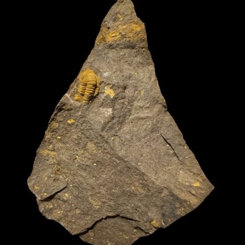 Trilobit Skreiaspis spinosa – Rejkovice, ČR