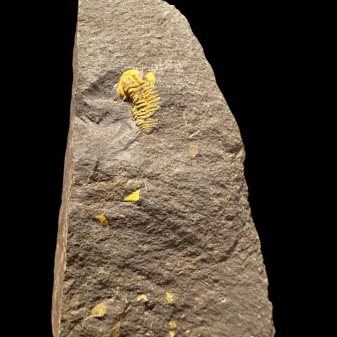 Trilobit Skreiaspis spinosa – Rejkovice, ČR