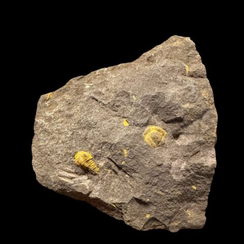 Trilobit Skreiaspis spinosa – Rejkovice, ČR