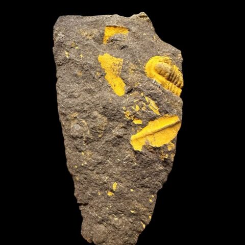 Trilobit Skreiaspis spinosa – Rejkovice, ČR