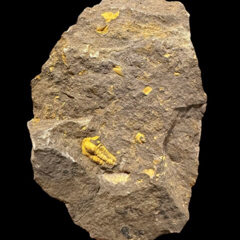 Trilobit Skreiaspis spinosa – Rejkovice, ČR