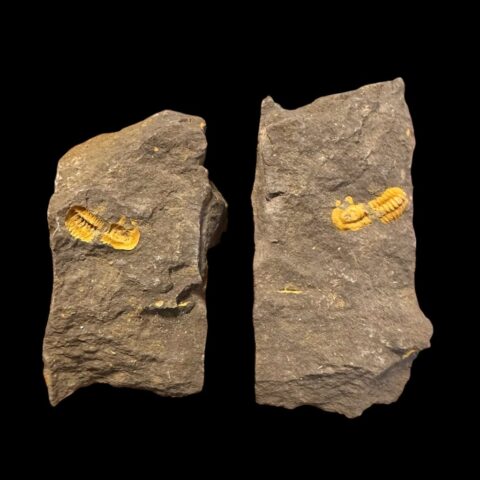 Trilobit Skreiaspis spinosa – Rejkovice, ČR