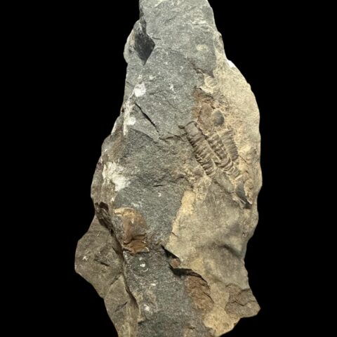 Trilobit Ellipsocephalus hoffi – Jince, ČR