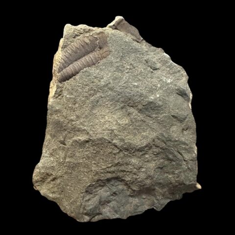 Trilobit Ellipsocephalus hoffi – Jince, ČR