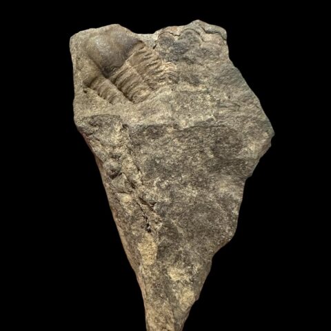 Trilobit Ellipsocephalus hoffi – Jince, ČR