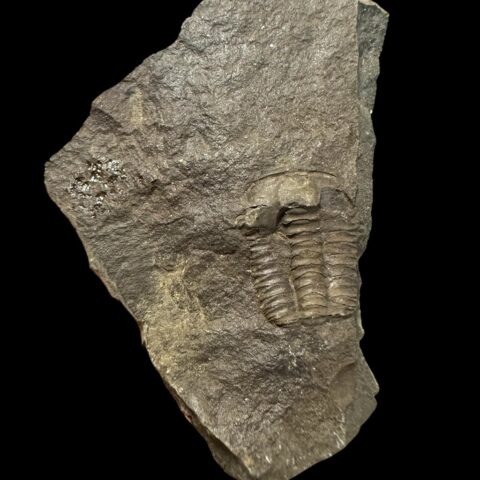 Trilobit Ellipsocephalus hoffi – Jince, ČR