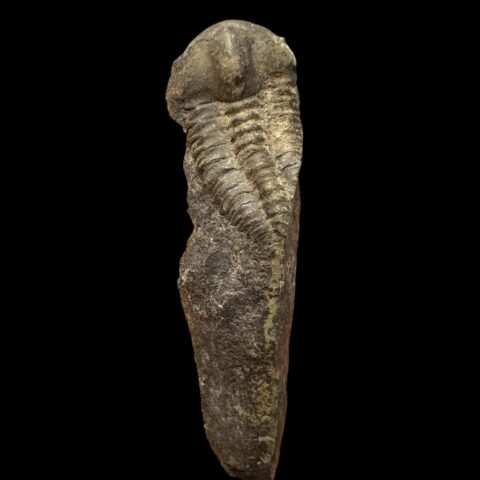 Trilobit Ellipsocephalus hoffi – Jince, ČR