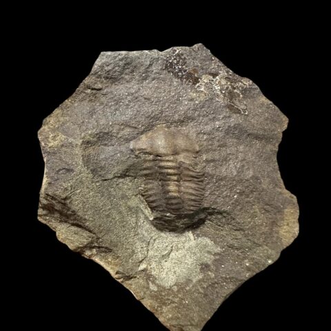 Trilobit Ellipsocephalus hoffi – Jince, ČR