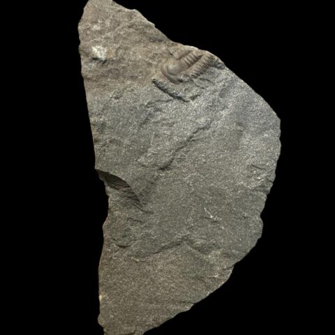 Trilobit Ellipsocephalus hoffi – Jince, ČR